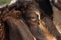 Zoo Lamb asian Sheep in farm Eye head closeup animal Royalty Free Stock Photo