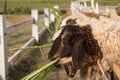 Zoo Lamb asian Sheep in farm Eye head closeup animal Royalty Free Stock Photo