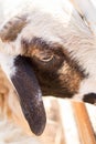 Zoo Lamb asian Sheep in farm Eye head closeup animal