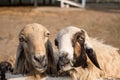 Zoo Lamb asian Sheep in farm Eye head closeup animal Royalty Free Stock Photo