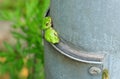 Peaceful Day for Japanese Tree Frogs Royalty Free Stock Photo