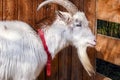 Animal portrait, profile of a white goat with long horns and white long goatee. Crooked horns and crooked beard. Long white beard