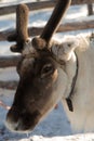 Animal portrait. Reindeer face and horns