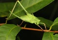 Relaxed Katydid on The Plant Royalty Free Stock Photo