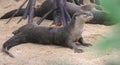 Relaxed Wild Otters on The Sand Royalty Free Stock Photo