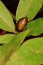Scarabaeid Beetle (Anomala Daimiana) on Leaves
