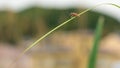 Side View of Japanese Pectocera Hige on The Leaves