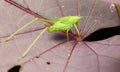 Side View of Katydid on The Leaves Royalty Free Stock Photo