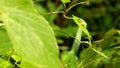 Side View of Relaxed Japanese Tree Frog