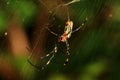 Side View of The Spider (Nephila Clavata) on Spiderweb