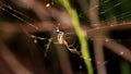 Leucauge Blanda on The Spiderweb Royalty Free Stock Photo