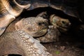 Animal portrait of sulcata tortoise in close-up. Royalty Free Stock Photo