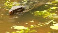 Swimming Monitor Lizard in Rain Forest