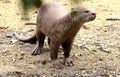 Toughness of Wild Otter with Rainforest Royalty Free Stock Photo