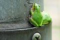 Two Japanese Tree Frogs on The Iron Pillar Royalty Free Stock Photo