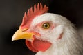 Animal portrait of white chicken Royalty Free Stock Photo