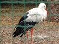 Animal portrait of white stork Ciconia ciconia bird outdoors in nature Royalty Free Stock Photo