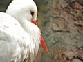 Animal portrait of white stork Ciconia ciconia bird outdoors in nature Royalty Free Stock Photo