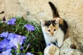 Animal portrÃÂ¤t - A lovely and cute little kitten besids blue flowers Royalty Free Stock Photo