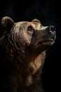 Animal Power - wonderful colored portrait of a bear