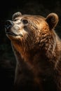 Animal Power - wonderful colored portrait of a bear