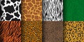 Animal print seamless pattern, tiger, leopard skin background. Cheetah, zebra, giraffe skins, wild jungle animals prints Royalty Free Stock Photo