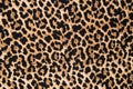 Animal print textile texture. Leopard fur background