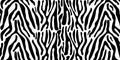 Animal print. Zebra texture black and white pattern Royalty Free Stock Photo