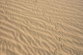 Animal Prints Curve Across Sand Dune