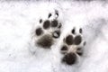 Animal Prints in the Snow