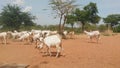 Animal production. Goat keeping