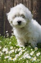 Animal pup portrait: Coton de TulÃÂ©ar dog - pure white like cotton in summer.