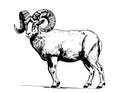 Animal ram hand drawn sketch Vector illustration Farm animals Royalty Free Stock Photo