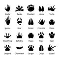 Animal and reptile footprints vector Royalty Free Stock Photo