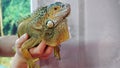 An animal reptile iguana sits on the arms of a man in a house against a gray wall Royalty Free Stock Photo