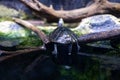 Animal reptile turtle swimming in a zoo aquarium in close-up