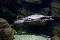 Animal reptile turtle swimming in a zoo aquarium in close-up