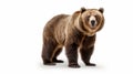 Animal rights concept a brown bear full body tanding against a white background Royalty Free Stock Photo