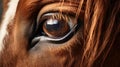 Animal rights concept close-up of a horse eye gentle gaze