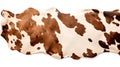 Animal rights concept A cowhide rug with natural brown and white spots and smooth texture Royalty Free Stock Photo