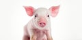 Animal rights concept A cute small piglet with pink skin and large ears against a white background