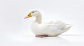 Animal rights concept elegant white duck minimalist white background Royalty Free Stock Photo