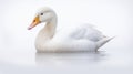 Animal rights concept white duck floating on calm water Royalty Free Stock Photo