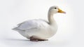 Animal rights concept white duck with a yellow beak white background Royalty Free Stock Photo