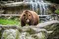 Animal rights. Friendly brown bear walking in zoo. Cute big bear stony landscape nature background. Zoo concept. Animal Royalty Free Stock Photo