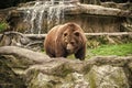 Animal rights. Friendly brown bear walking in zoo. Cute big bear stony landscape nature background. Zoo concept. Animal Royalty Free Stock Photo