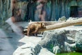 Animal rights. Friendly brown bear walking in zoo. Cute big bear stony landscape nature background. Animal wild life. Adult brown Royalty Free Stock Photo