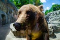 Animal rights. Friendly brown bear walking in zoo. Cute big bear stony landscape nature background. Animal wild life. Adult brown Royalty Free Stock Photo