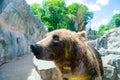Animal rights. Friendly brown bear walking in zoo. Cute big bear stony landscape nature background. Animal wild life. Adult brown Royalty Free Stock Photo
