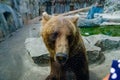 Animal rights. Friendly brown bear walking in zoo. Cute big bear stony landscape nature background. Animal wild life. Adult brown Royalty Free Stock Photo